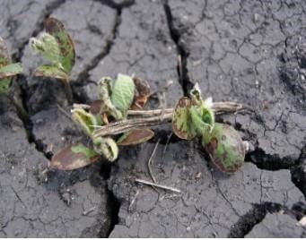 Preemergence Herbicide Options for Planted Soybean Fields